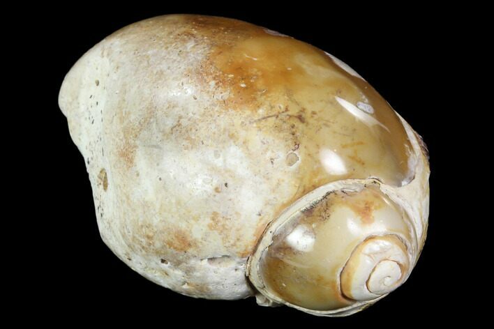 Chalcedony Replaced Gastropod Fossil #91821